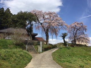 萬福寺のしだれ桜