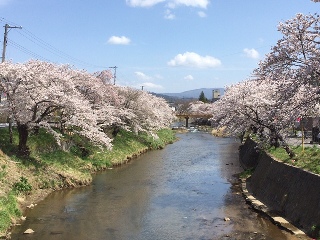 大滝根川沿いに咲いた満開の桜