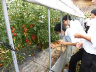坪井さんの農園でトマトをいただきました